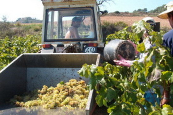 BODEGA MIQUEL JANÉ - photo 10