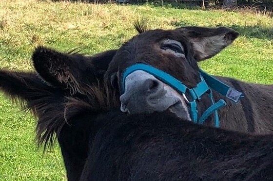 ô fil des Herbes, des Roulottes & des ânes - photo 2