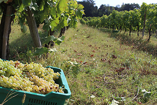 Degustazione di due calici di vino e prodotti tipici umbri alla Cantina Brugnoni a Perugia