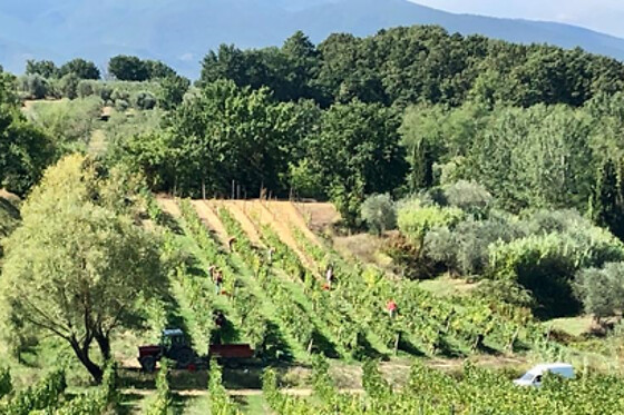 Fattoria Carmignani - photo 6