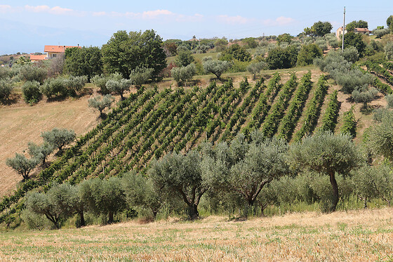 McCalin  vini artigianali - photo 0