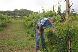 McCalin  vini artigianali