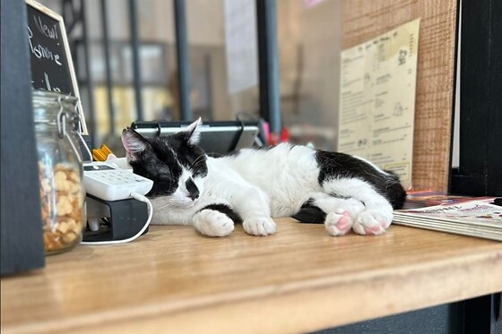 Chez Miss Miaouw - photo 7