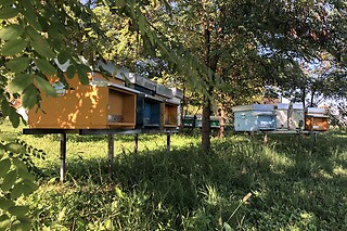 Alla scoperta del mondo delle api da Le Api di Demetra, in provincia di Treviso