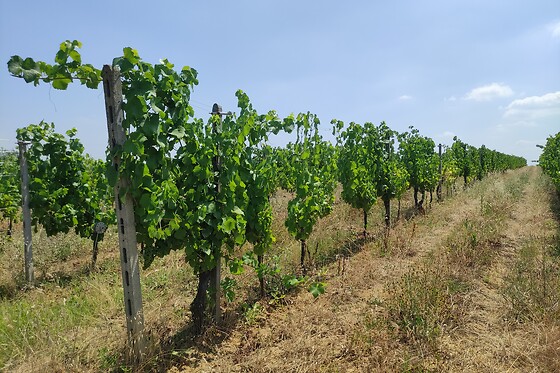 Le Terre Rosse di Mombaruzzo - photo 4