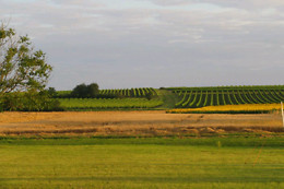 Du Coté Vignes