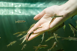 Bodyfish