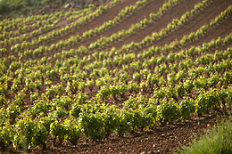BODEGAS VINÍCOLA REAL
