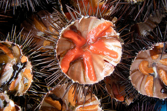 TELA MARINERA - photo 7