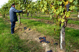 Antichi Vigneti di Cantalupo
