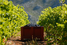 Domaine Virgile Joly et Cie