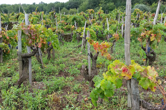 Etnella wines - photo 1