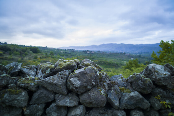 Etnella wines - photo 3