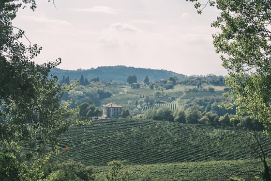 Az. Agricola Monban - photo 4