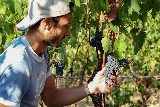 Begnardi Vini - photo 3