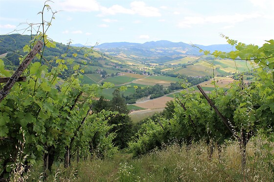 Azienda Vitivinicola Saccomani - photo 2