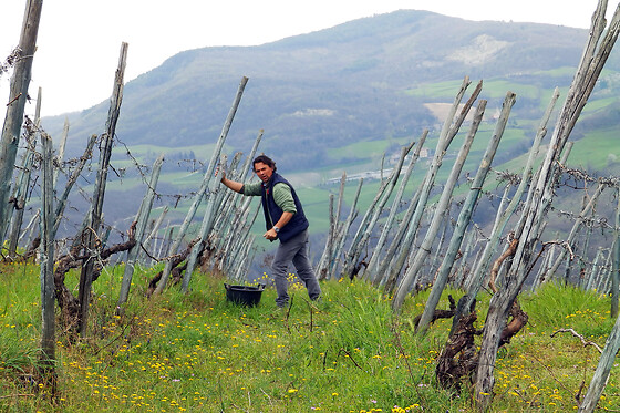 Casè Winery - photo 1