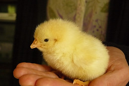 La ferme pédagogique