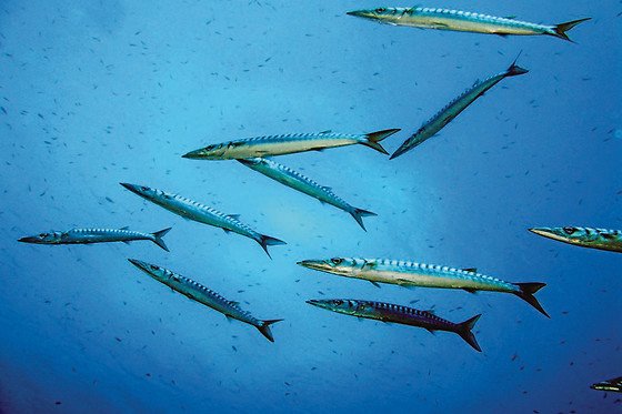 Diving In Elba - photo 3