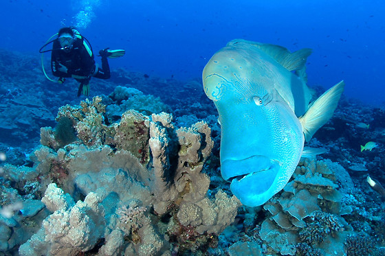 Abyss Underwater World Explorers - photo 0