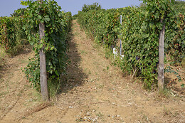 Azienda Agricola Boggero