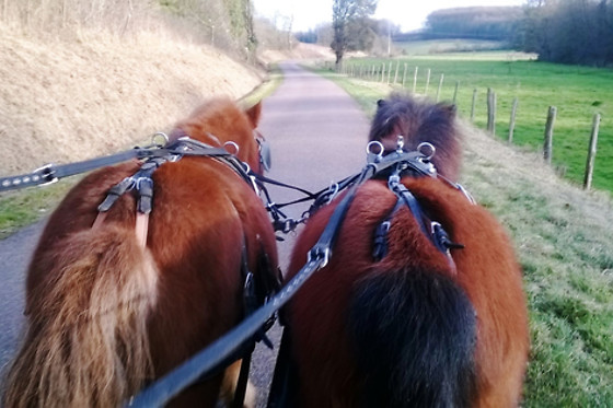 Attelage passion - photo 1