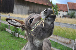 Eselhof Säge