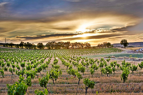 BODEGA FINCA CARDABA - photo 3