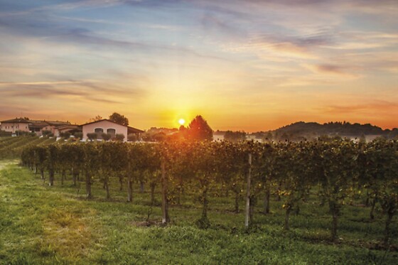 Cantina Bertagna - photo 1