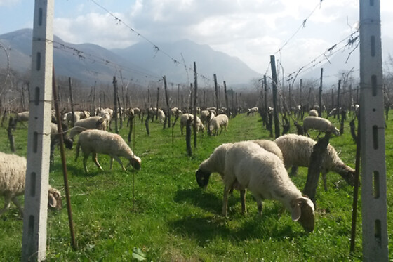 Cantina del Barone - photo 2
